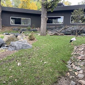 Hubbard Gorilla Valley - Middle Exhibit
