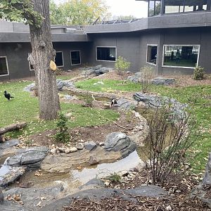Hubbard Gorilla Valley - Middle Exhibit