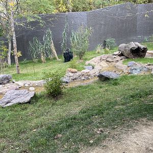 Hubbard Gorilla Valley - Western Lowland Gorilla Exhibit #1