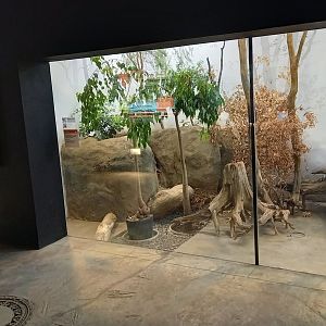 Indoor-enclosure Echidna