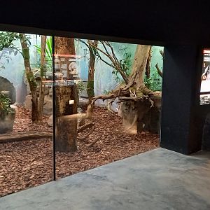 Indoor-enclosure Tasmanian devil