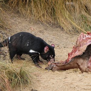 Tasmanian devil feeding time
