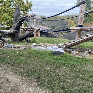 Hubbard Gorilla Valley - Western Lowland Gorilla Exhibit #1