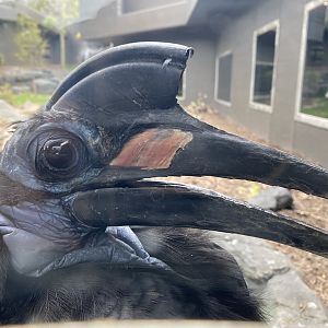 Abyssinian Ground Hornbill
