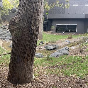 Hubbard Gorilla Valley - Middle Exhibit