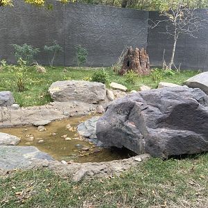 Hubbard Gorilla Valley - Middle Exhibit