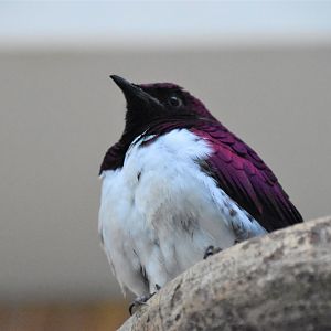 Violet-backed starling