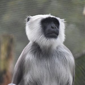 Hanuman langur male