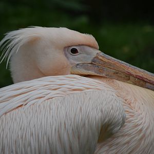 Great White Pelican