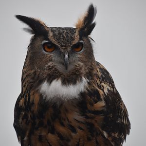 Eagle owl