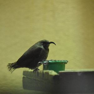 Scarlet-chested sunbird