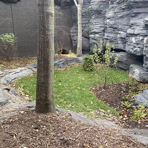 Hubbard Gorilla Valley - Middle Exhibit