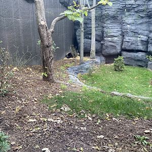 Hubbard Gorilla Valley - Middle Exhibit