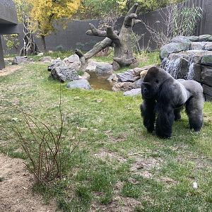 Hubbard Gorilla Valley - Western Lowland Gorilla Exhibit #1
