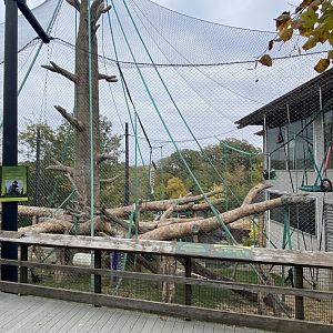 Hubbard Orangutan Forest - Bornean Orangutan/Siamang Exhibit