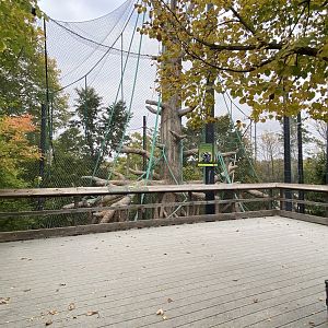 Hubbard Orangutan Forest - Bornean Orangutan/Francois’ Langur Exhibit