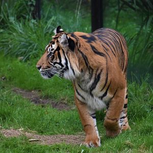 Asim - Sumatran tiger
