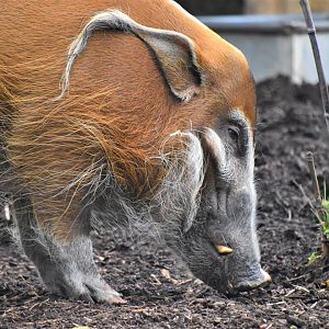 Red river hog