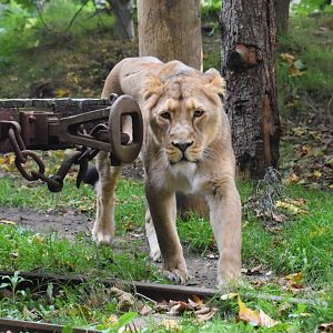 Asiatic lioness