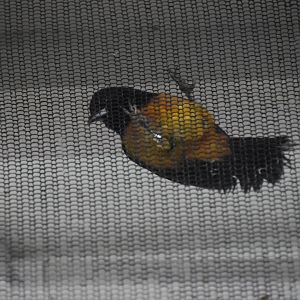 Montserrat oriole male