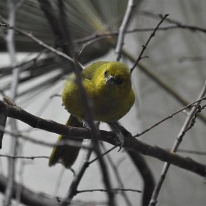 Montserrat oriole female