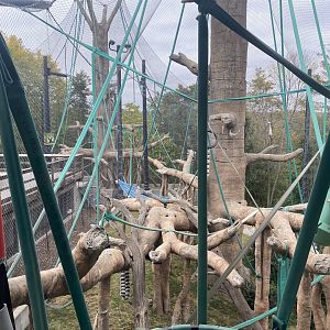 Hubbard Orangutan Forest - Bornean Orangutan/Siamang Exhibit