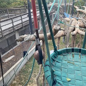 Hubbard Orangutan Forest - Bornean Orangutan/Siamang Exhibit