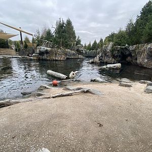 Owen’s Sea Lion Shores - California Sea Lion/Harbor Seal