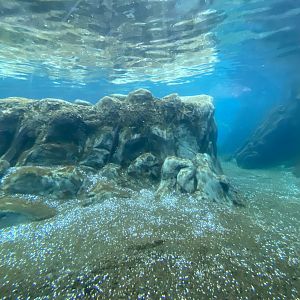 Owen’s Sea Lion Shores - California Sea Lion/Harbor Seal Exhibit