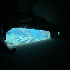 Owen’s Sea Lion Shores - Underwater Viewing