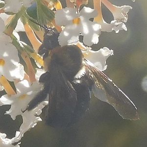 Eastern carpenter bee