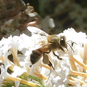 Western honey bee