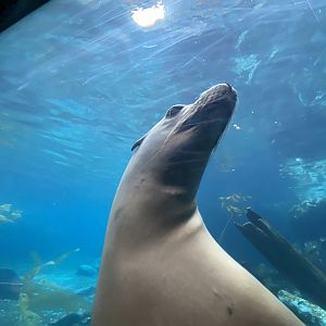 California Sea Lion