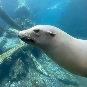 California Sea Lion