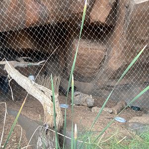 Desert Dome - Bat-Eared Fox Exhibit