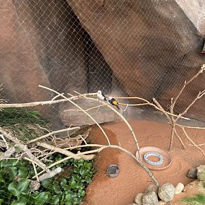 Desert Dome - White-Headed Buffalo Weaver Exhibit