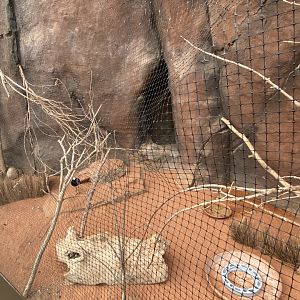 Desert Dome - Blacksmith Plover Exhibit