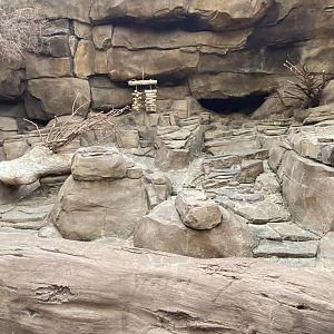 Desert Dome - Klipspringer Exhibit