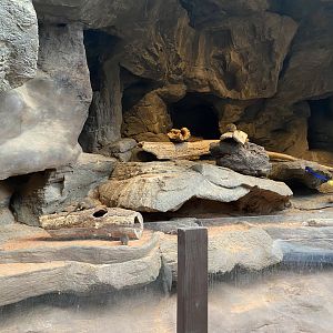Desert Dome - Dwarf Mongoose Exhibit