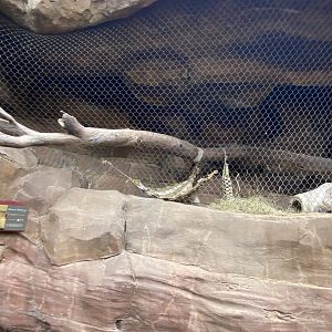 Desert Dome - African Wildcat Exhibit