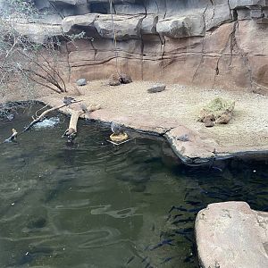 Desert Dome - African Waterfowl Pond