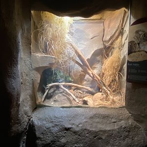 Desert Dome - Puff Ader Terrarium