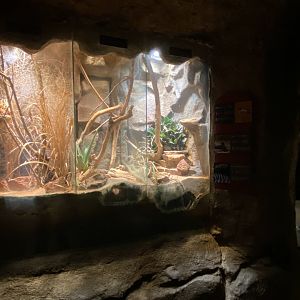 Desert Dome - Namibian Sand Gecko, Cape Coral Cobra, & Zebra Spitting Cobra Terrariums