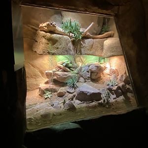 Desert Dome - Giant Plated Lizard/Black Girdled Lizard/Karoo Girdled Lizard/Armadillo Lizard Terrarium