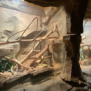 Desert Dome - Cape Cobra Terrariums