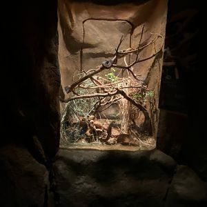 Desert Dome - Rough-Scaled Python Terrarium