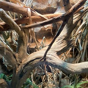 Desert Dome - Black Mamba Terrarium