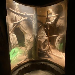 Desert Dome - Lace Monitor Exhibit