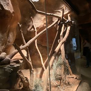 Desert Dome - Centralian Python Exhibit