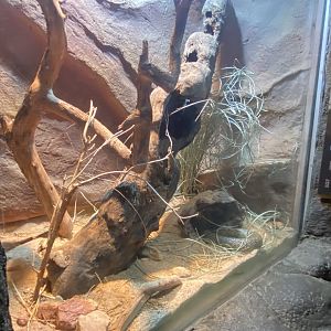Desert Dome - Inland Taipan Terrarium